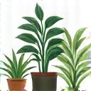 Ghid PDF plante purificatoare de aer